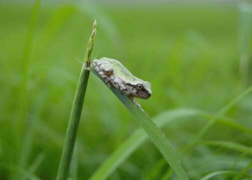 Image of Cope's Gray Treefrog