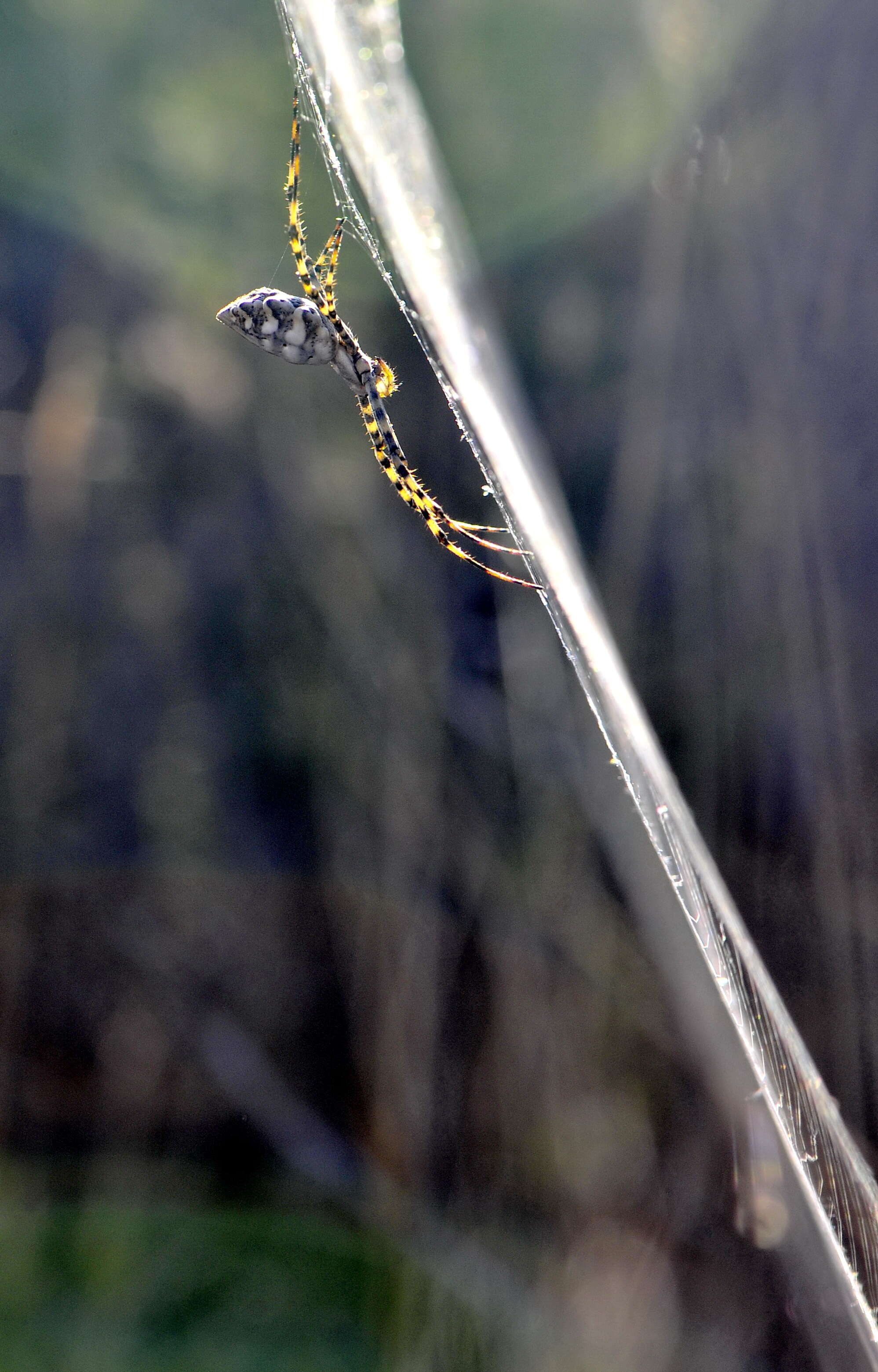 Image of Argiope lobata (Pallas 1772)