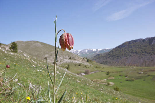 Imagem de Fritillaria tenella Lohmann 1896