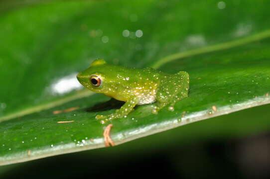 Image de Pristimantis Jiménez de la Espada 1870