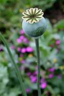 Image of poppy