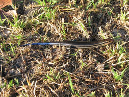 Image of skink