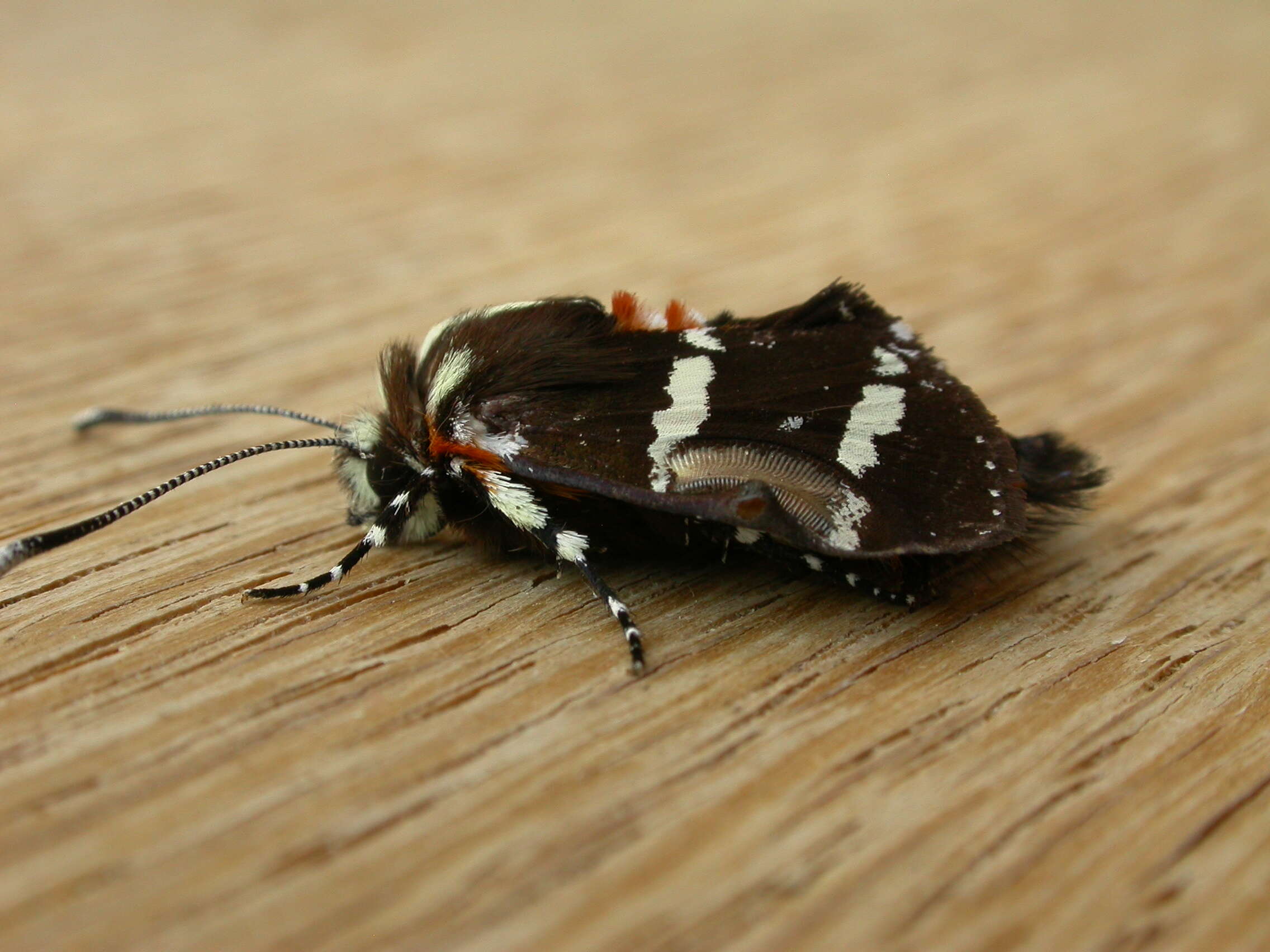 Imagem de Hecatesia fenestrata Boisduval 1829