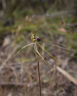 Image of Green comb spider orchid