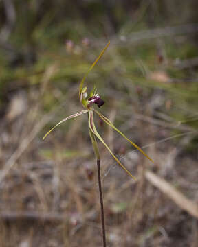 Image of Green comb spider orchid