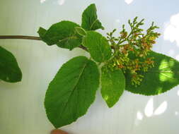 Image of Guelder Rose