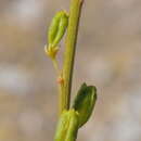 Image of Reseda lutea subsp. lutea