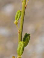 Слика од Resedaceae