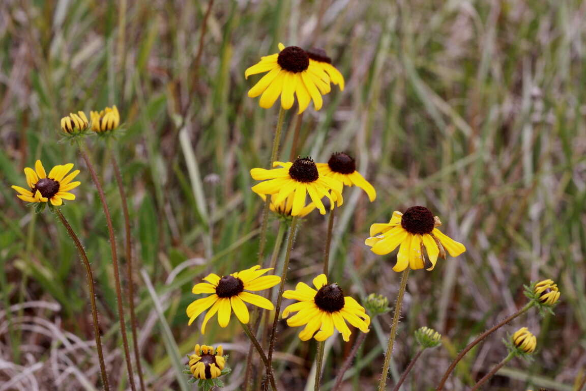 Image of coneflower