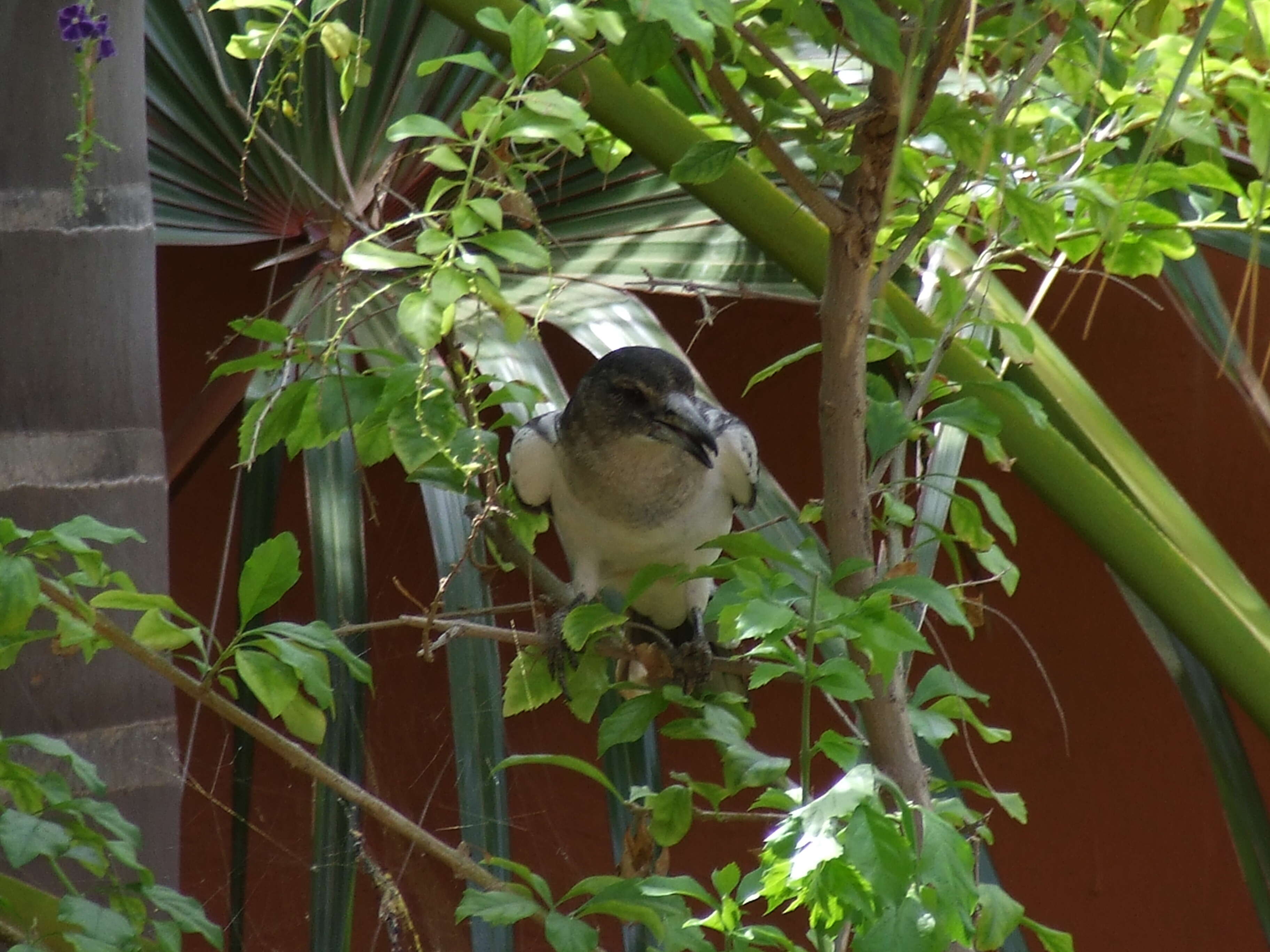 Image of woodswallows