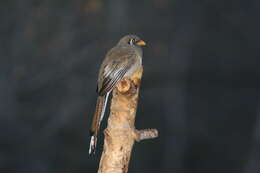 Image of Trogon Brisson 1760