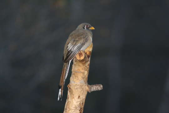 Слика од Trogon elegans Gould 1834