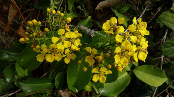 Image of Diplopterys pubipetala (A. Juss.) W. R. Anderson & C. Davis