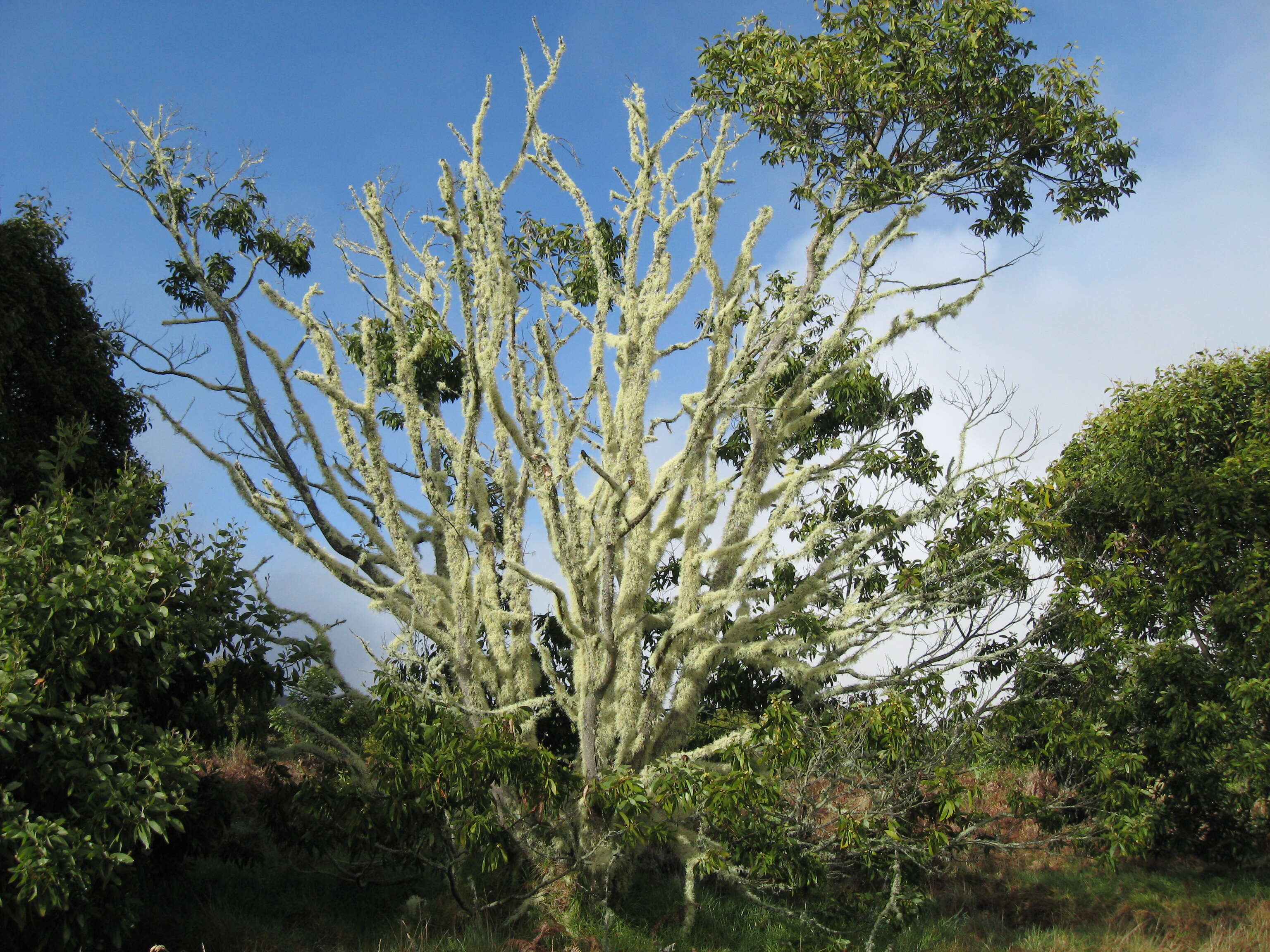 Image of acacia