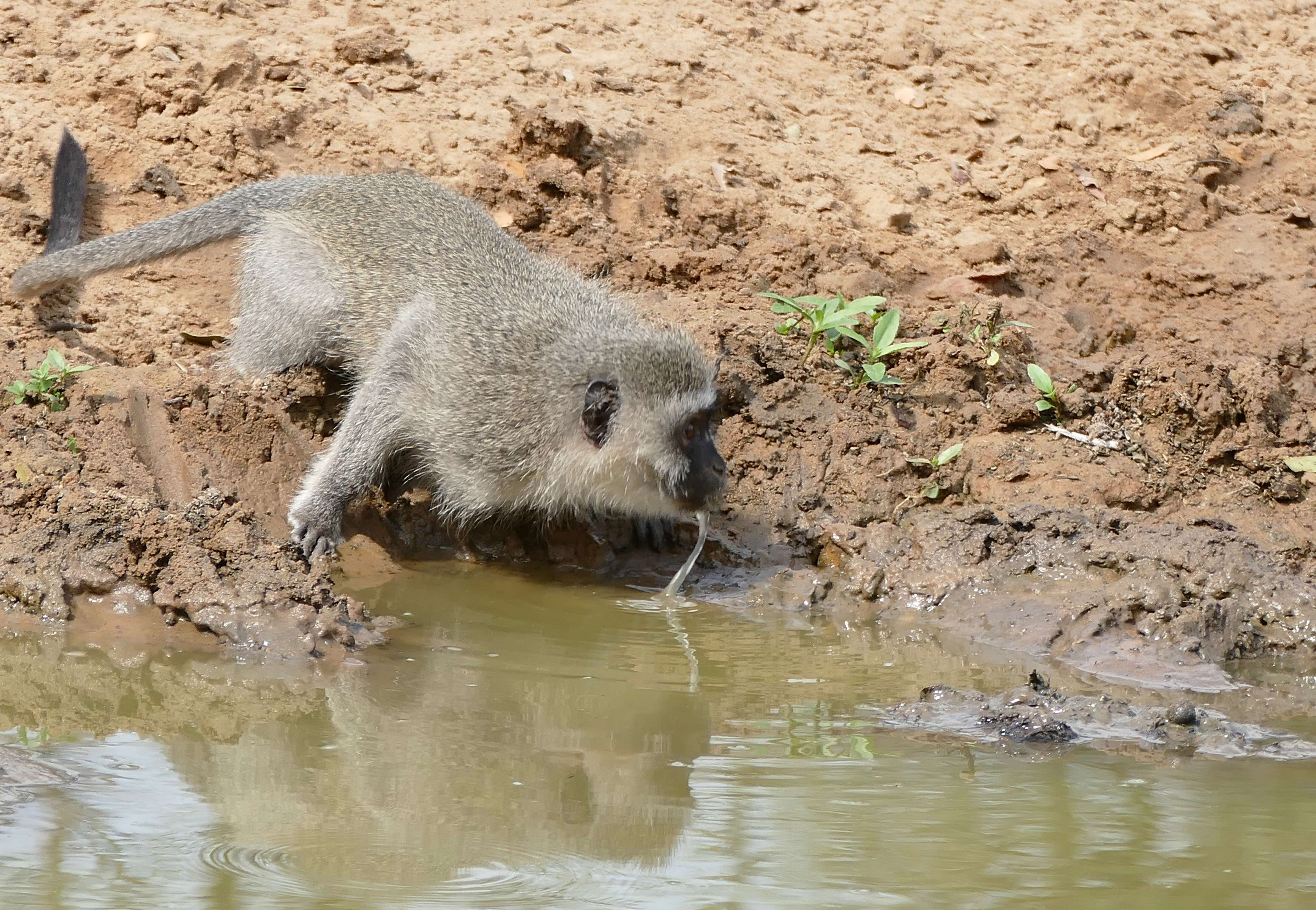 Image of Green monkeys