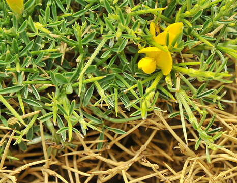 Слика од Echinospartum horridum (M. Vahl) Rothm.