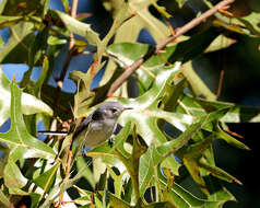 Image of gnatcatchers