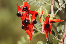 Image of Swainsona formosa (G. Don) J. Thompson