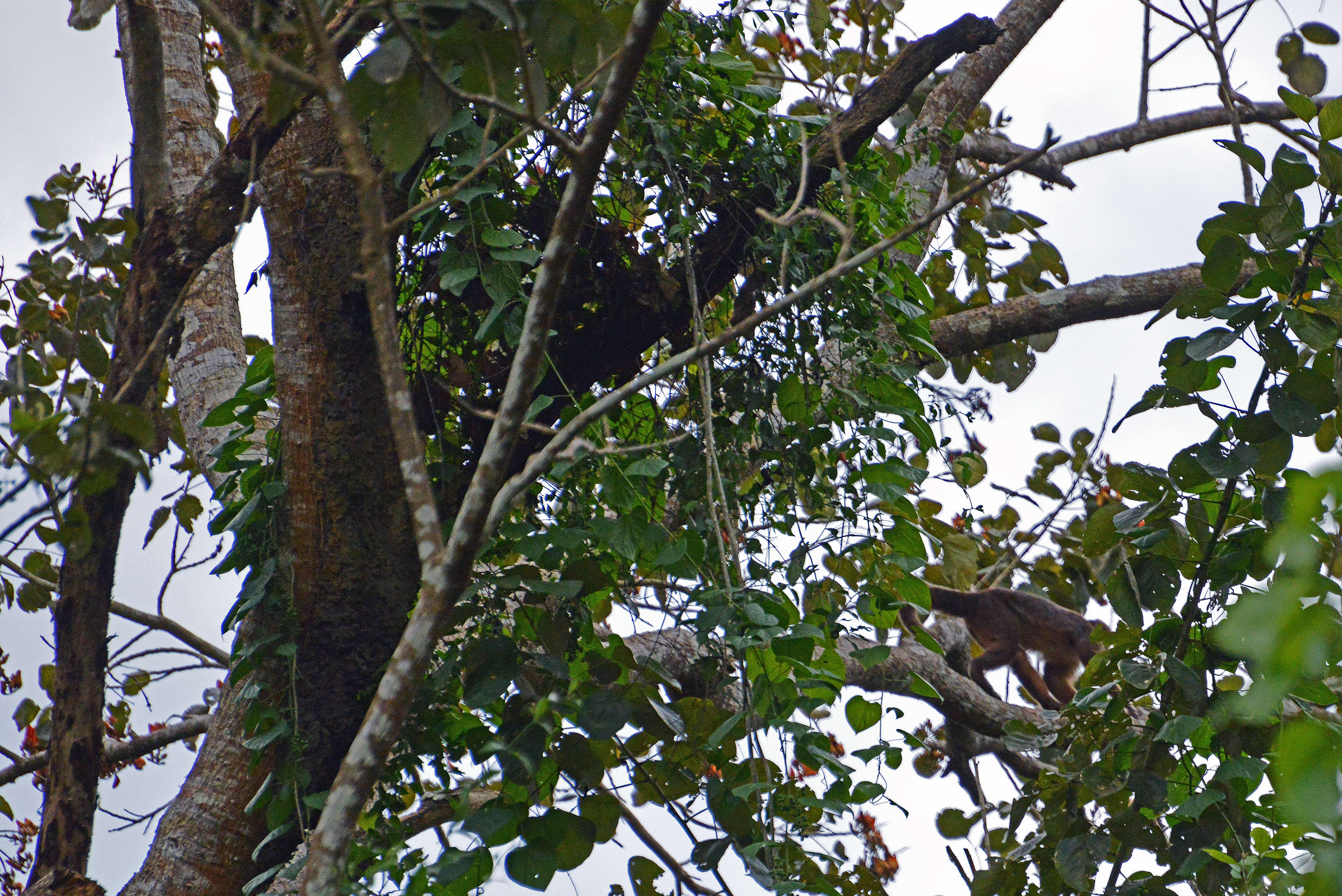 Image of Common Squirrel Monkey