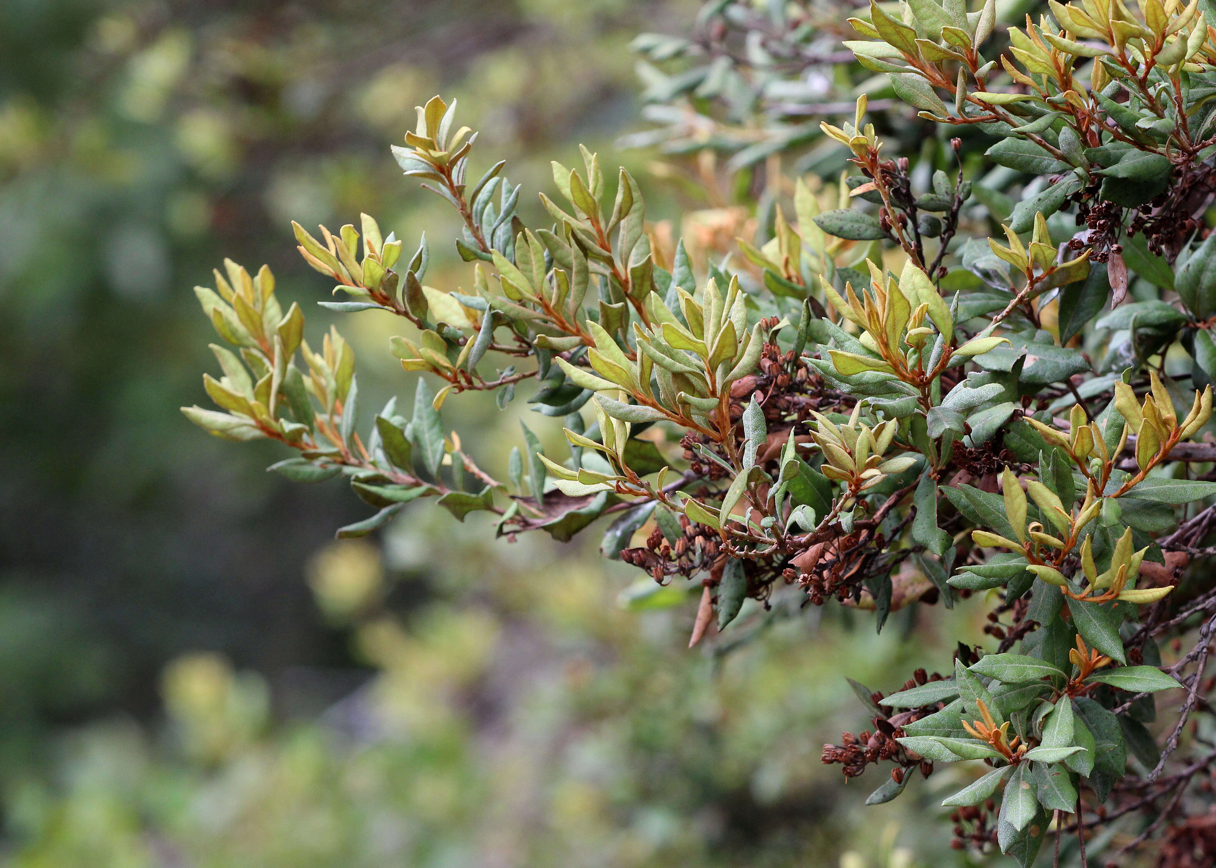 Image of Rusty Lyonia