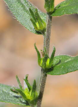 Image of Boraginaceae