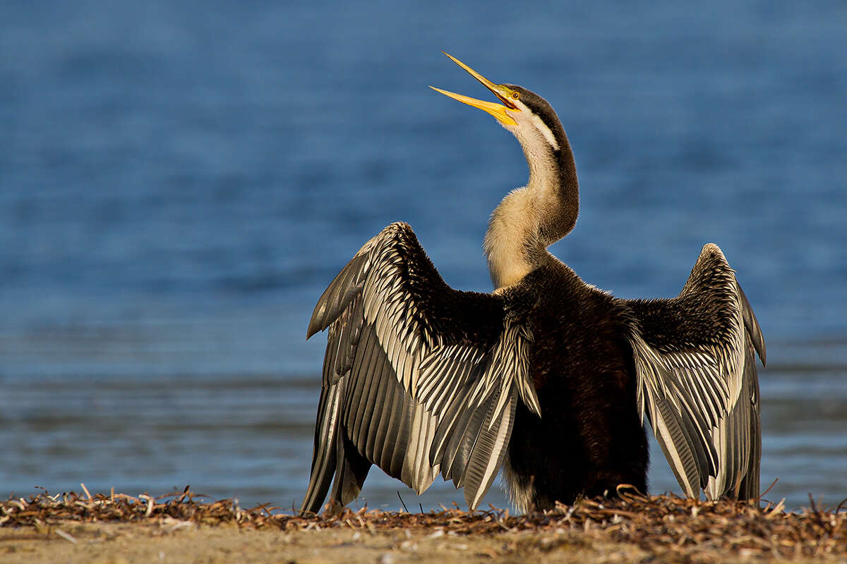 Image de Anhinga d'Australie