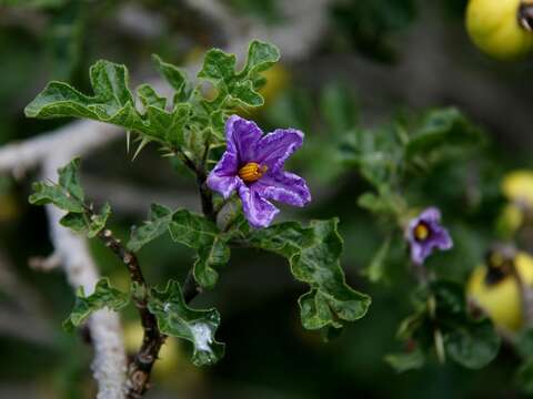 Image of Nightshade