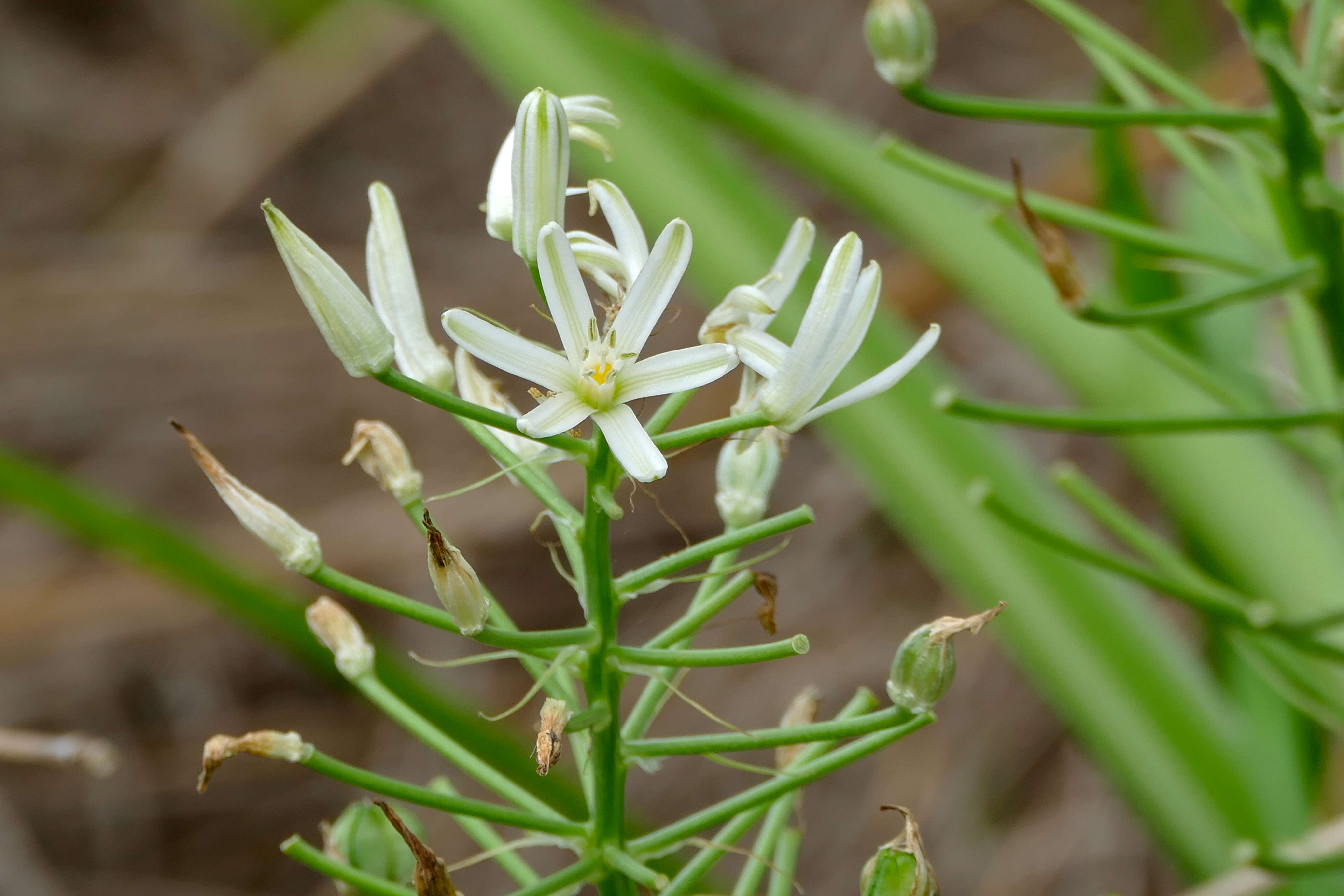 Image of Bushveld chink