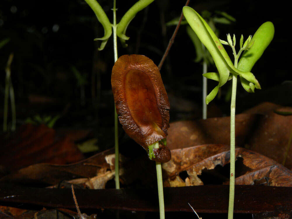 Image of Pseudopiptadenia