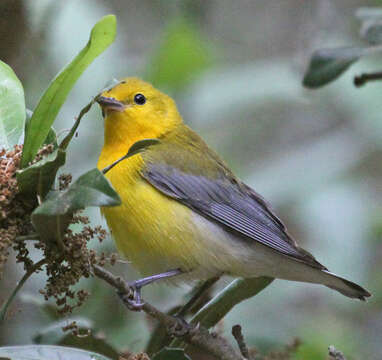 Image of Protonotaria Baird & SF 1858