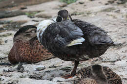 Image of Common Mallard