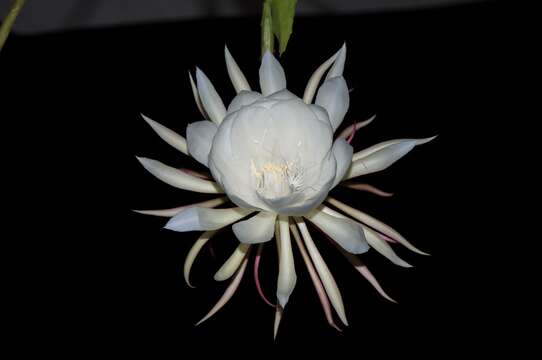 Image of climbing cactus