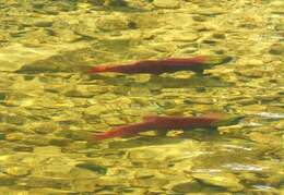 Image of Salmon