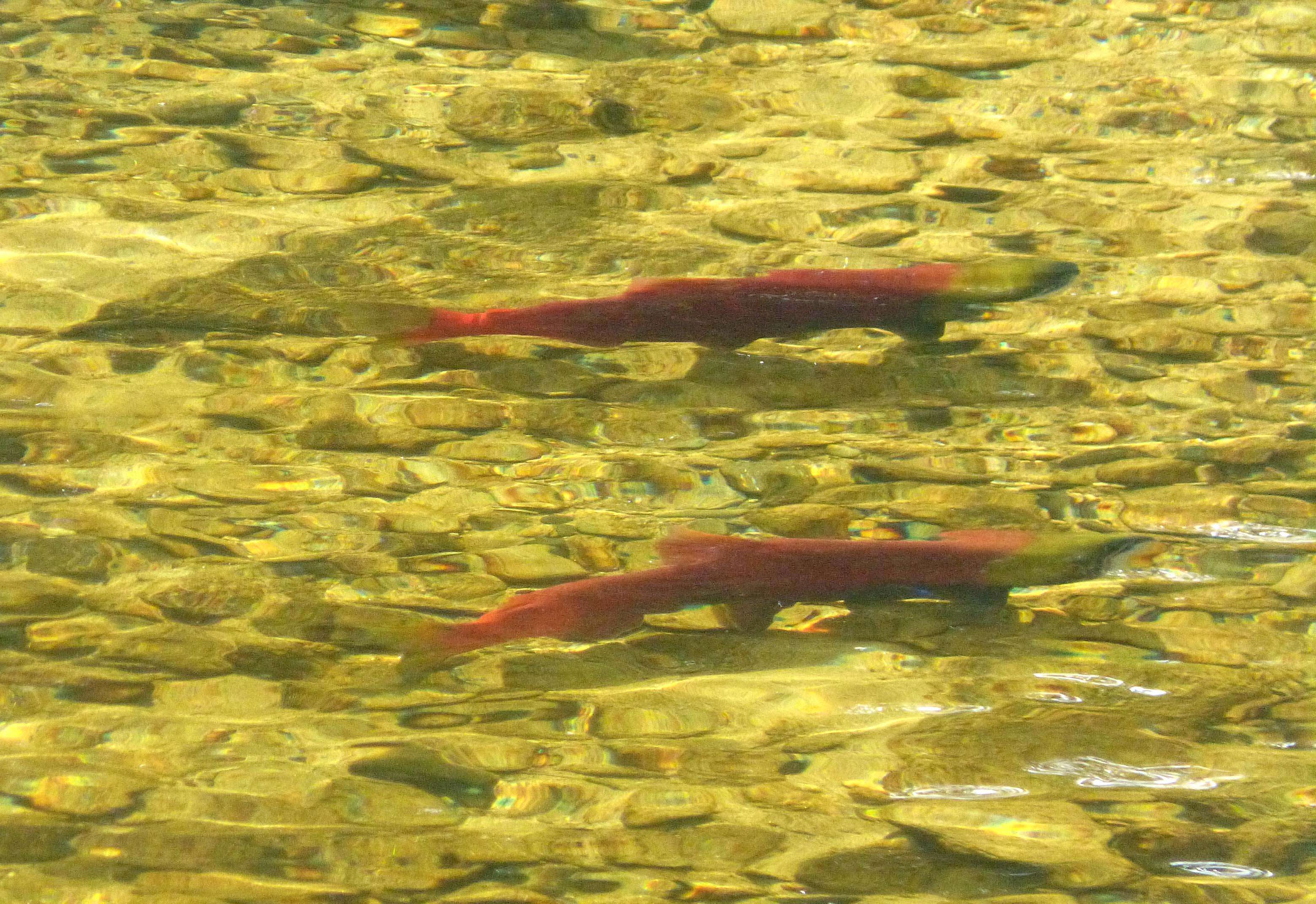 Image of Sockey Salmon