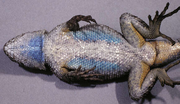 Image of Western Fence Lizard