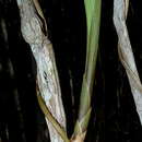 Image of Koellensteinia spiralis Gomes Ferreira & L. C. Menezes