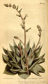 Image of asphodel family