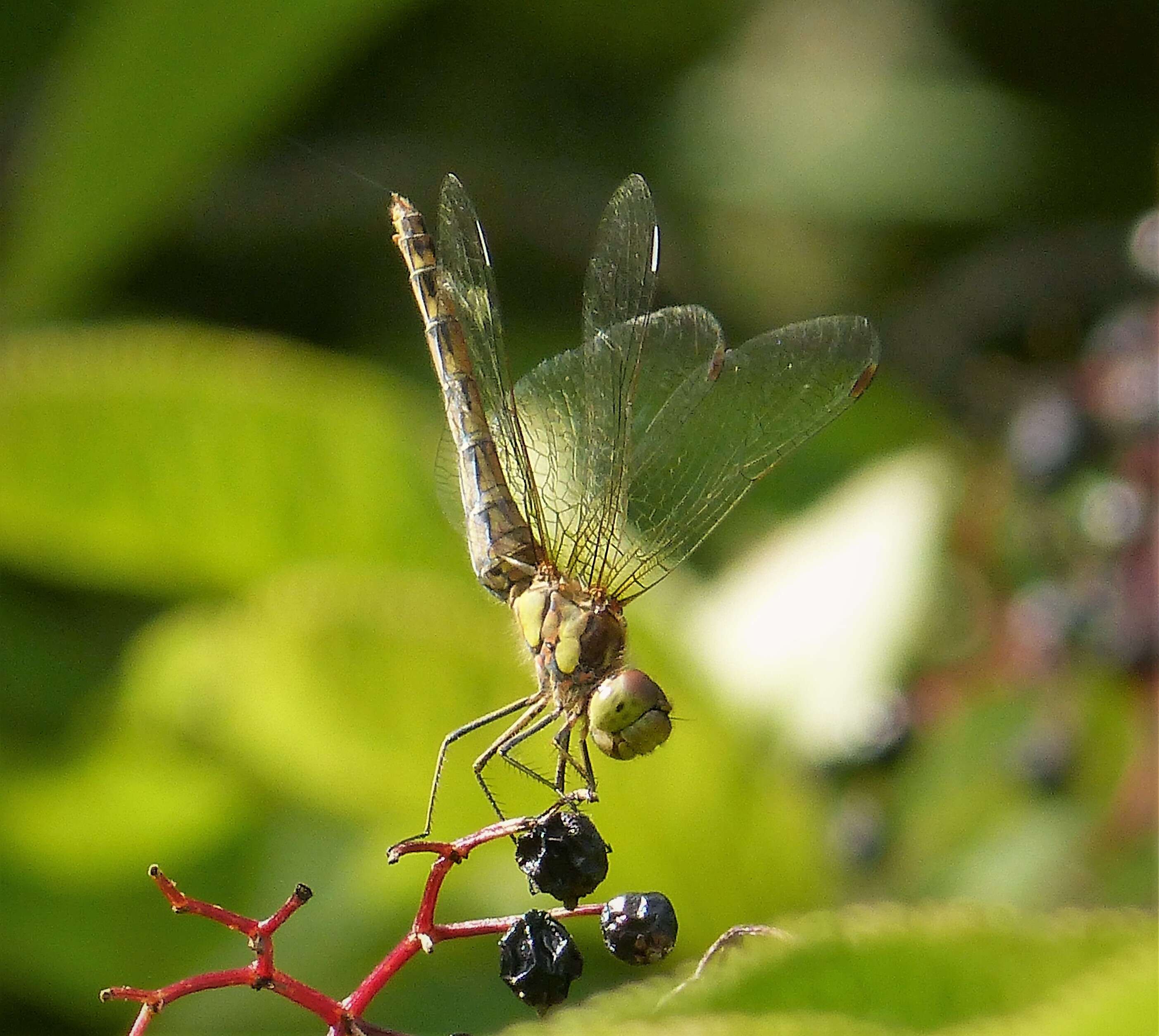 Image of Sympetrum Newman 1833