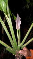 Image of Adanson's monstera