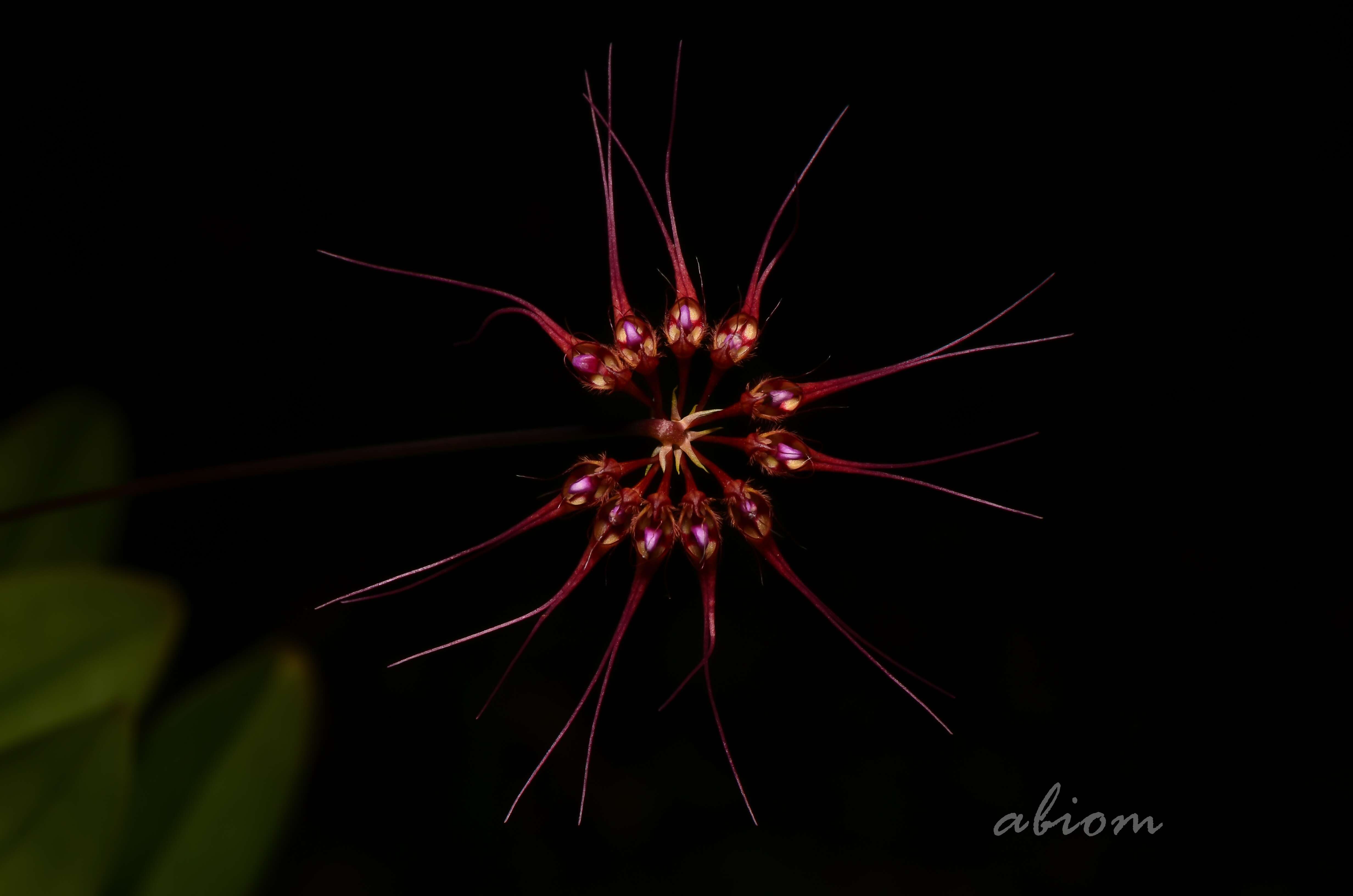 Imagem de Bulbophyllum gracillimum (Rolfe) Rolfe