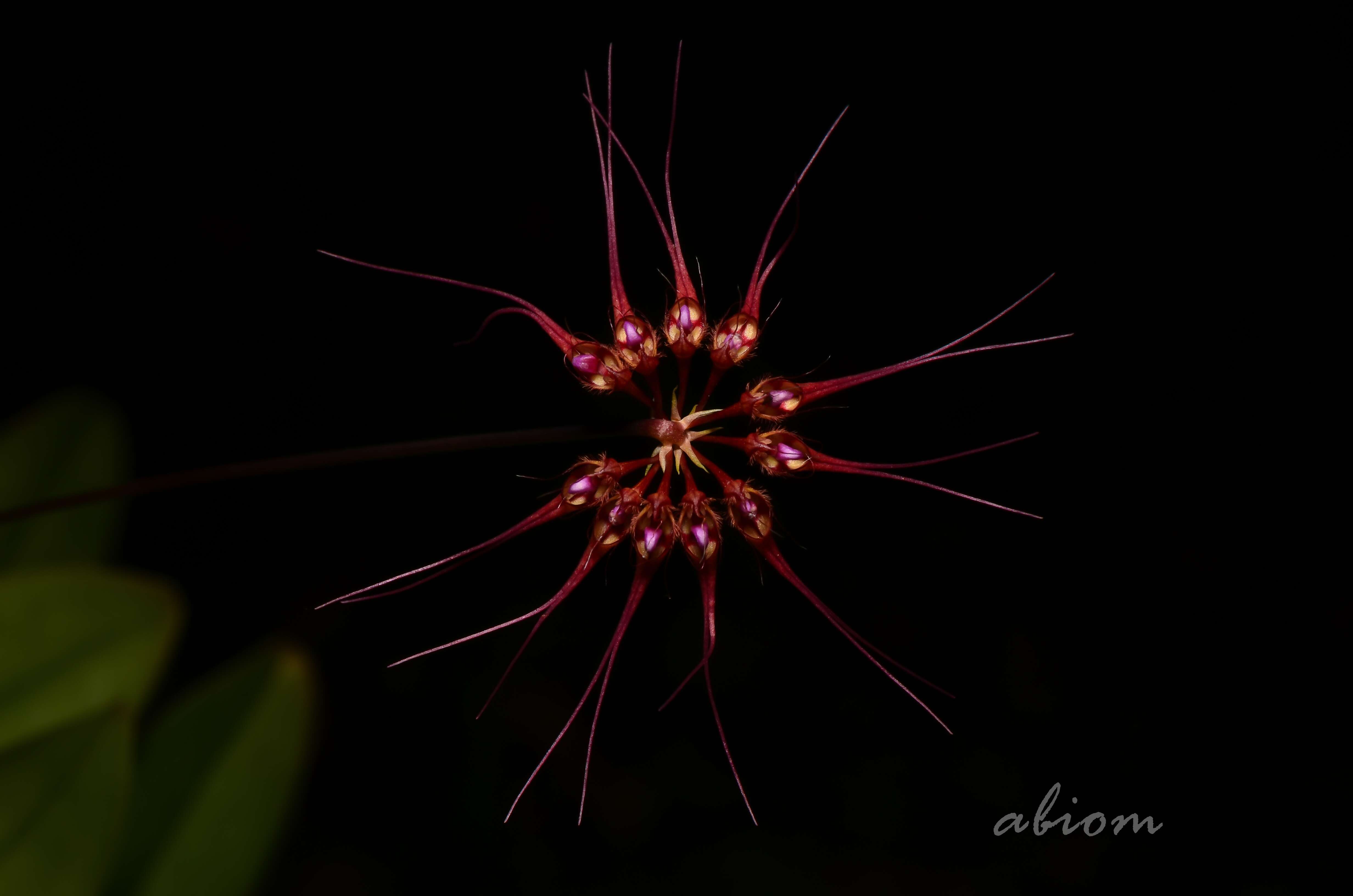 Image of Wispy umbrella orchid