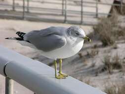 Larus Linnaeus 1758 resmi