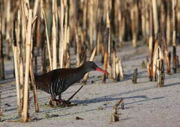 Image of African Rail