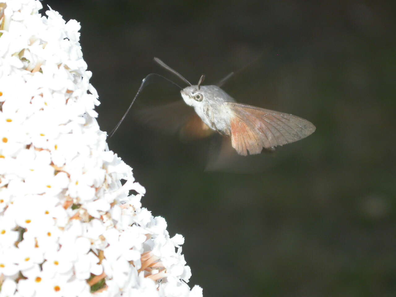 Image of Macroglossum Scopoli 1777