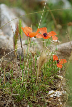 Image of Papaver apulum Ten.