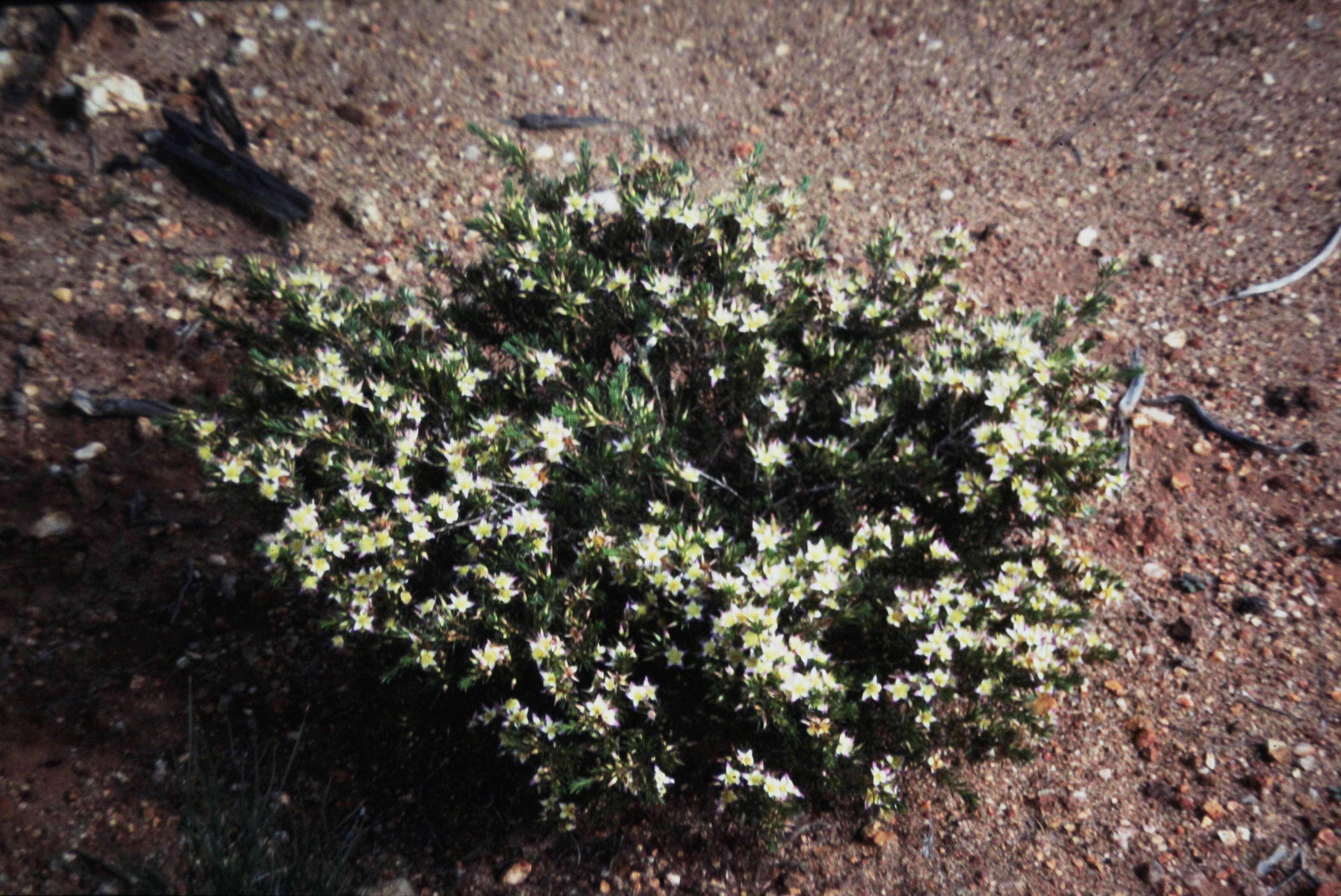 Image of Calytrix