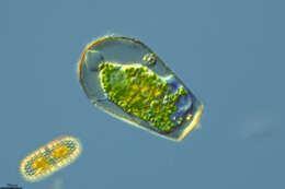 Image of amoeboid protists