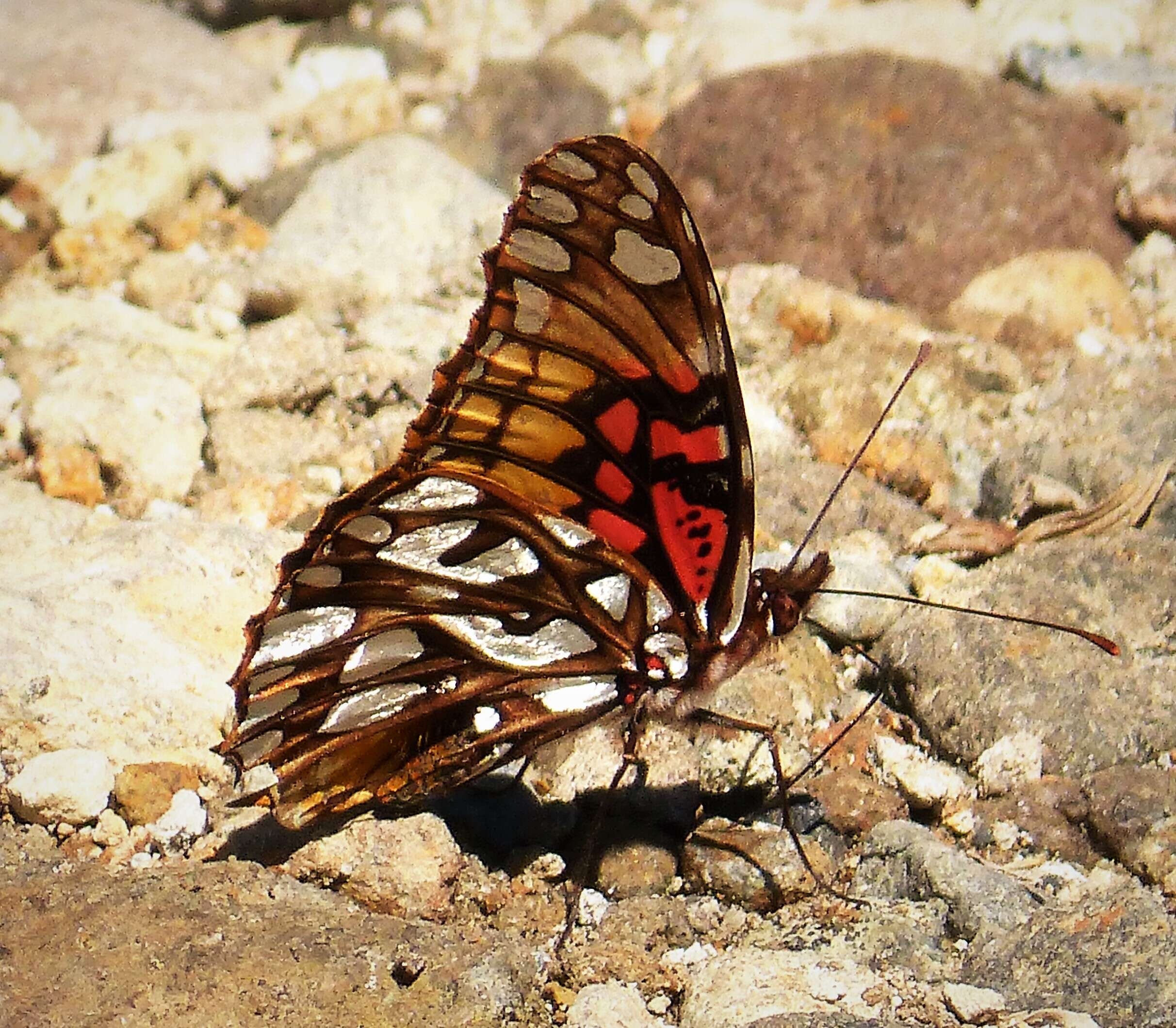 Image of Silverspots