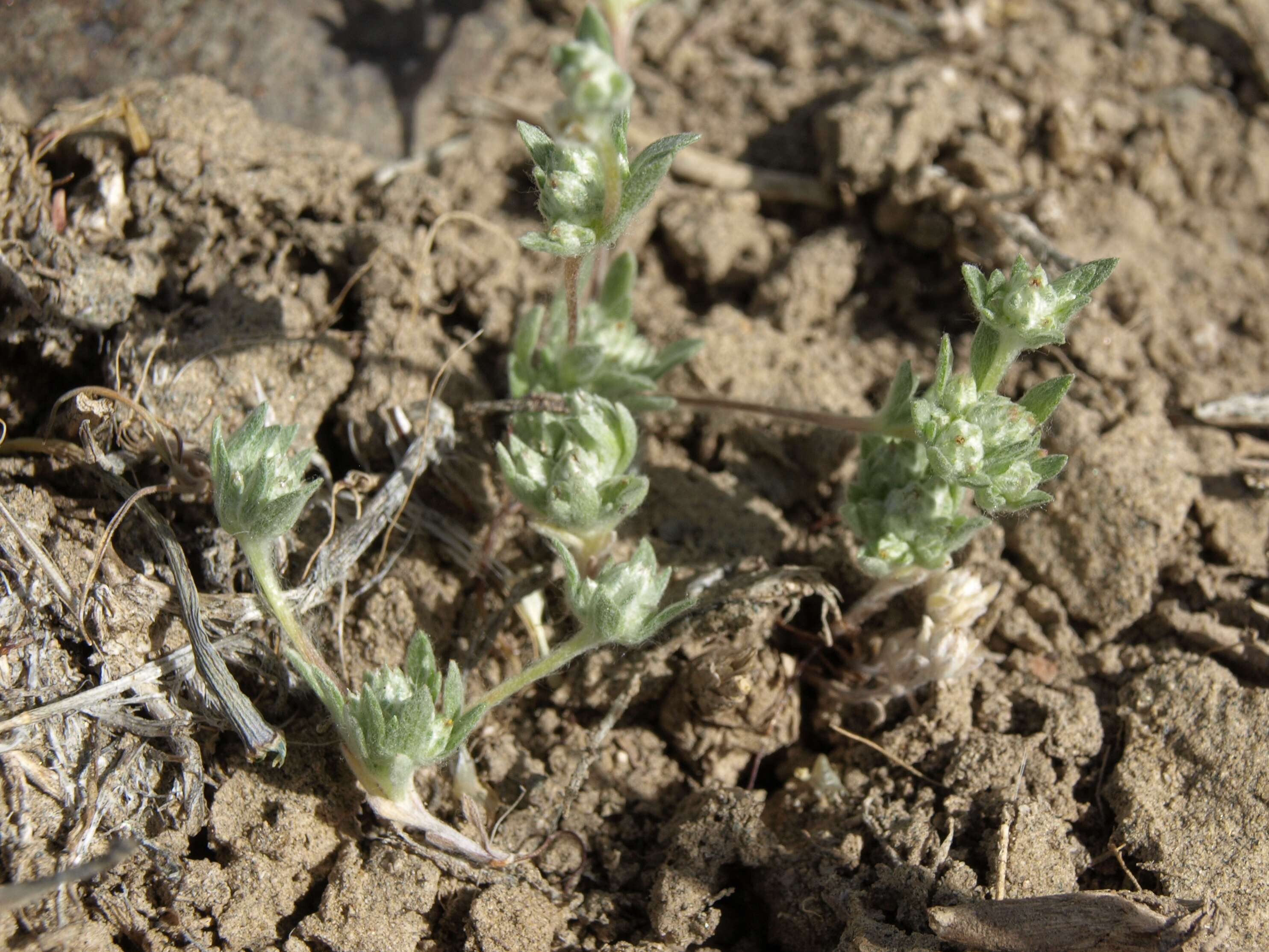 Слика од Stylocline psilocarphoides M. E. Peck