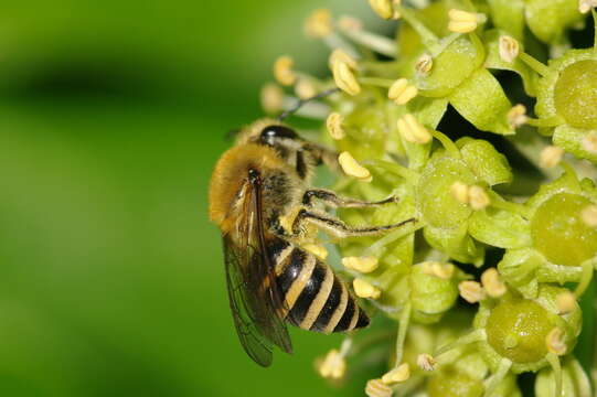 Image of Colletes hederae Schmidt & Westrich 1993